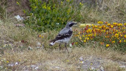 Northern Wheatear