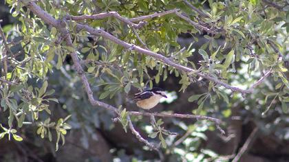 Masked Shrike