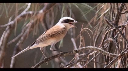 Red-backed Shrike