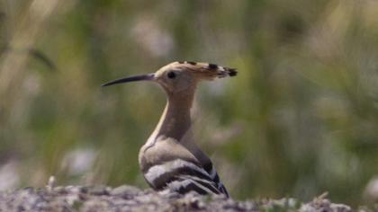 Eurasian Hoopoe