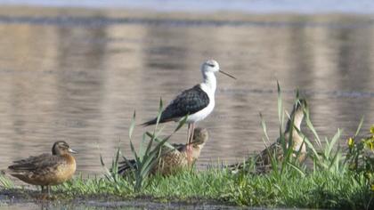 Black-winged Stilt