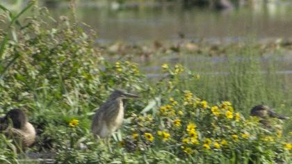 Squacco Heron