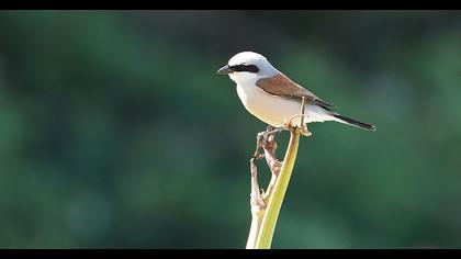 Red-backed Shrike