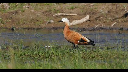 Ruddy Shelduck