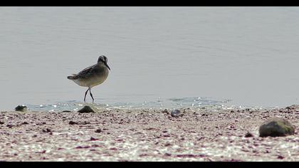 Broad-billed Sandpiper