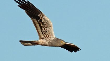 Montagu`s Harrier