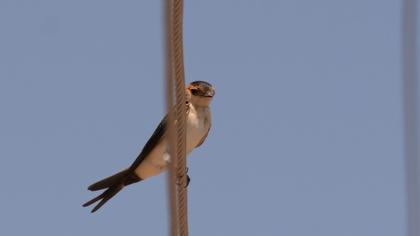 Red-rumped Swallow