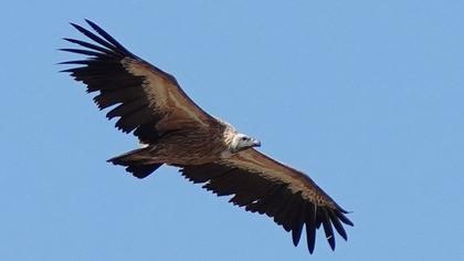 Griffon Vulture