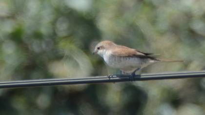 Red-backed Shrike