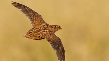 Common Quail