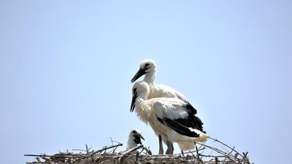 White Stork