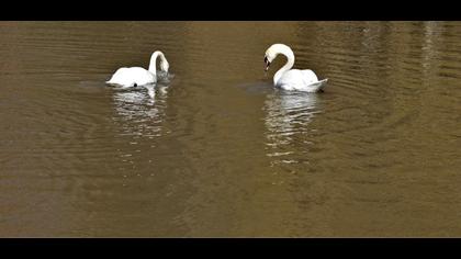Mute Swan