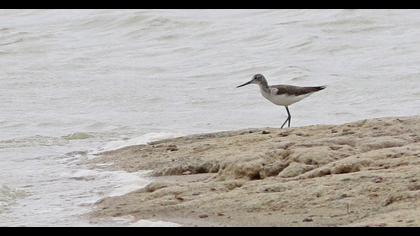 Common Greenshank