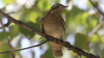 Eurasian Wryneck