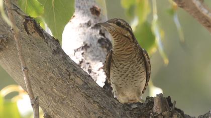 Eurasian Wryneck