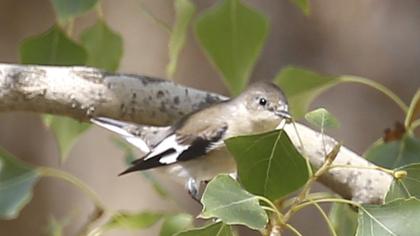 Collared Flycatcher