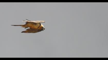 Bearded Vulture