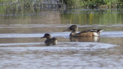 Northern Shoveler