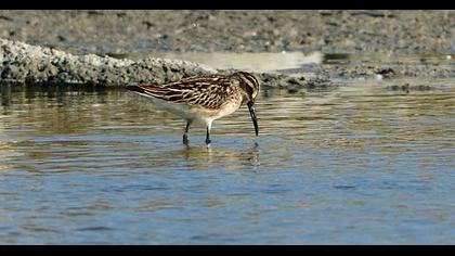Broad-billed Sandpiper