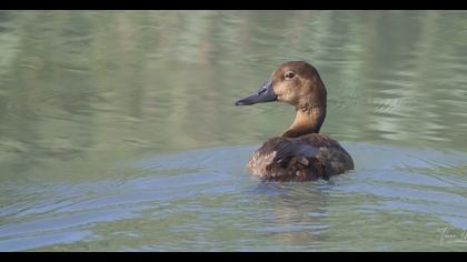 Common Pochard