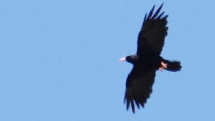 Red-billed Chough