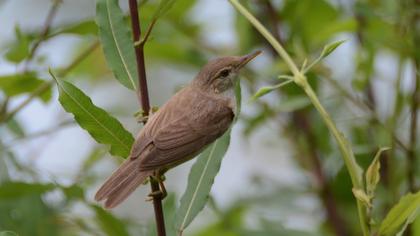 Eurasian Reed Warbler
