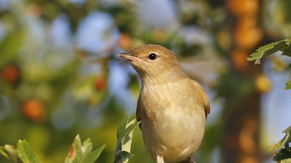 Garden Warbler