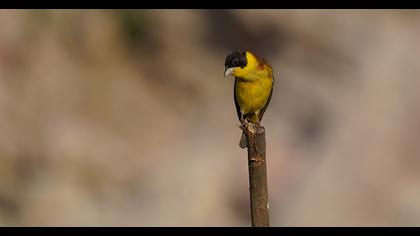 Black-headed Bunting