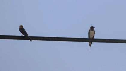 Barn Swallow