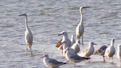 Lesser Black-backed Gull
