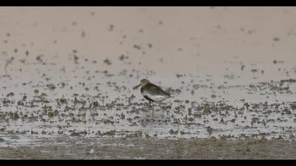 Dunlin