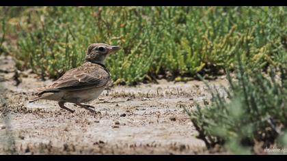Calandra Lark