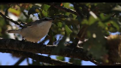 Lesser Whitethroat