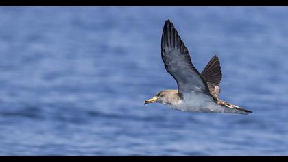 Scopoli`s Shearwater