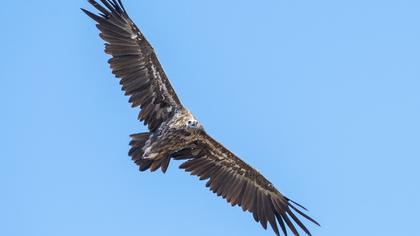 Cinereous Vulture