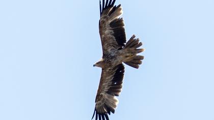 Eastern Imperial Eagle