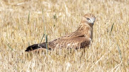 Long-legged Buzzard