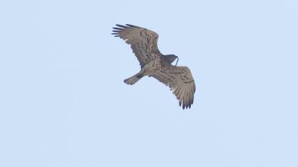 Short-toed Snake Eagle