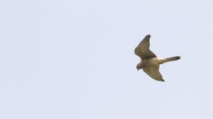 Common Kestrel