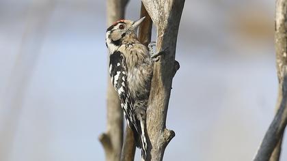 Lesser Spotted Woodpecker