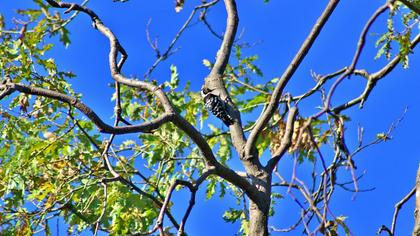 Lesser Spotted Woodpecker