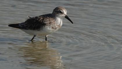 Little Stint