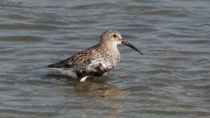 Dunlin