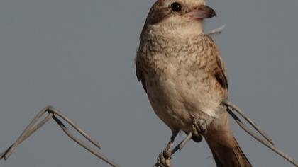 Red-backed Shrike