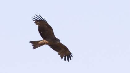 Black Kite