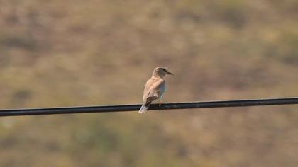 European Roller