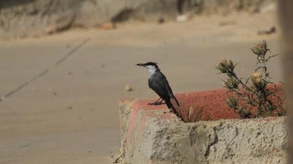 Western Rock Nuthatch