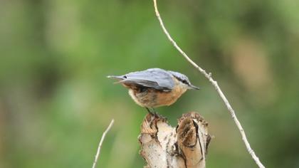 Eurasian Nuthatch