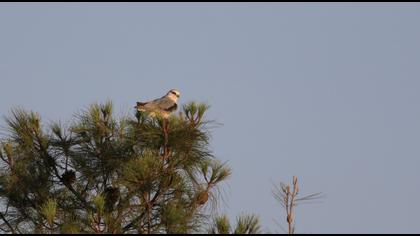 Black-winged Kite