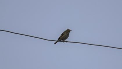 Tree Pipit